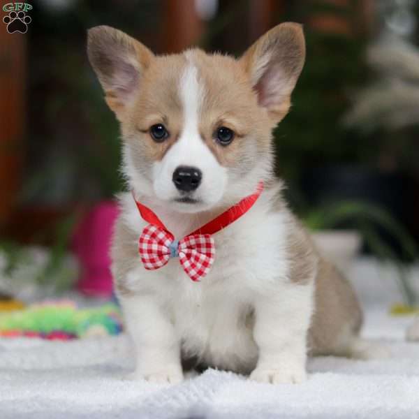 Jerry, Pembroke Welsh Corgi Puppy